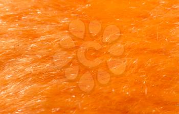 orange fur as background. macro
