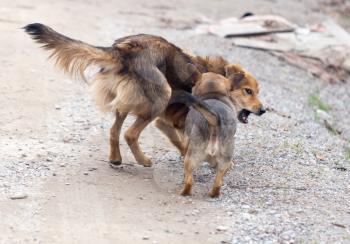 two dogs fighting outdoors