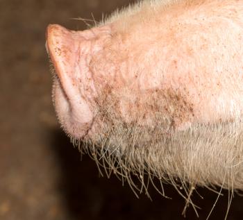 nose pig farm