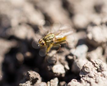 Fly on the ground. macro