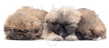 three beautiful fluffy little puppy on a white background