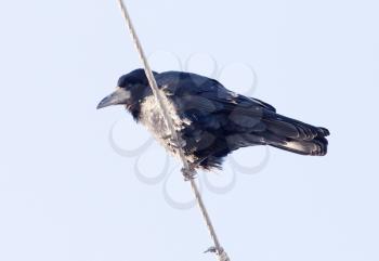 crow on an electric wire in nature