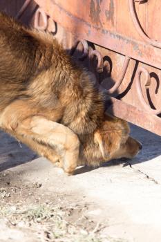 dog crawls under the fence