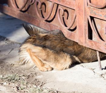 dog crawls under the fence