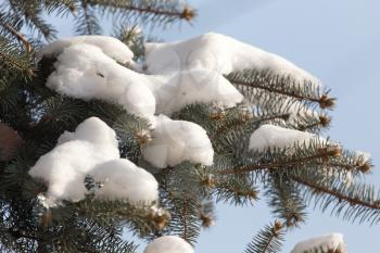 snow on the branches of spruce winter