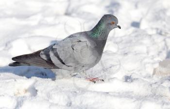 dove in the snow on the nature