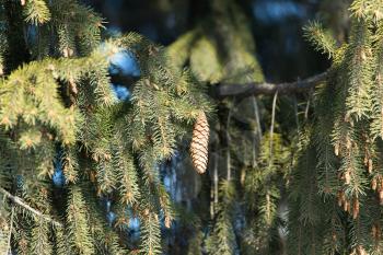 buds on the branches of spruce on the nature