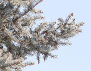 blue spruce against the sky