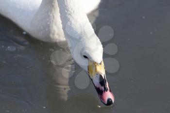 portrait of beautiful swan on the nature