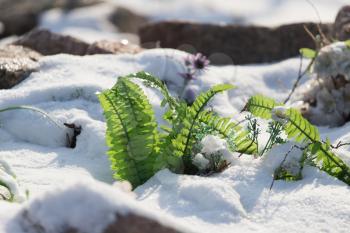artificial grass in the snow in the winter