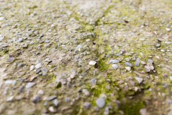 Moss on the cracked concrete