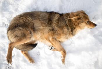 dog lying in the snow outdoors in winter