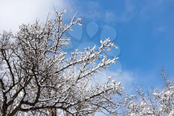Snow on the tree against the blue sky