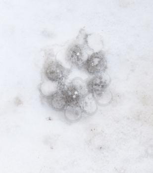 Dog footprints in the snow on the nature