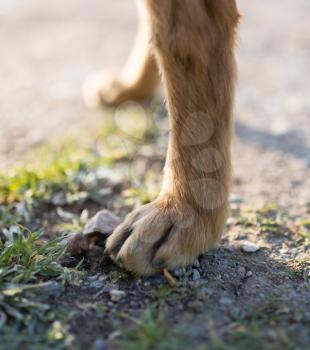 Dog paws on the nature