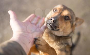 dog weasel hand on nature