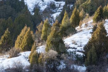 Coniferous tree in the mountains in Kazakhstan in nature