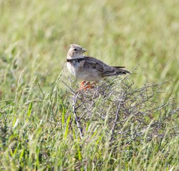 steppe birds in nature