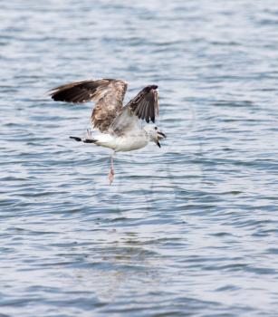 seagull caught fish in flight