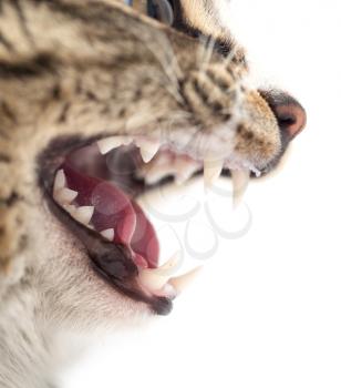 evil cat teeth on a white background. macro