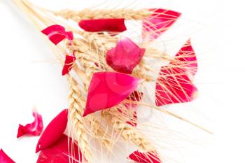 red rose petals and stalks of wheat on a white background