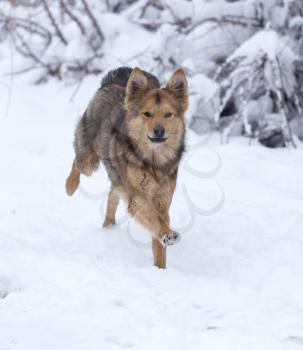 dog running outdoors in winter