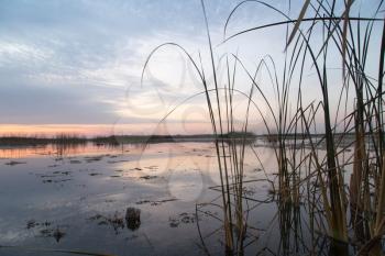 reeds on the lake at sunrise