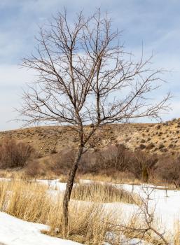 bare tree in winter on nature