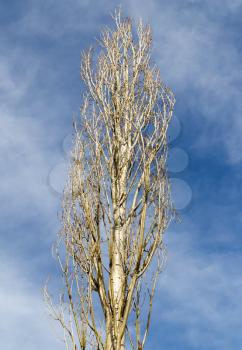 bare branches of a poplar against the blue sky