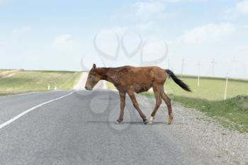 horse on the road