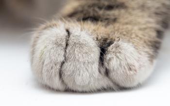 cat's paw on white background