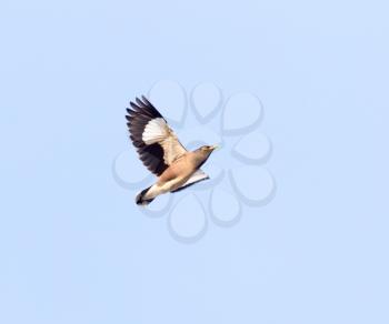 Starling in flight against blue sky