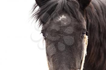 Portrait of a horse on nature in winter