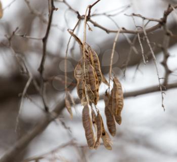 the seeds of a tree in winter