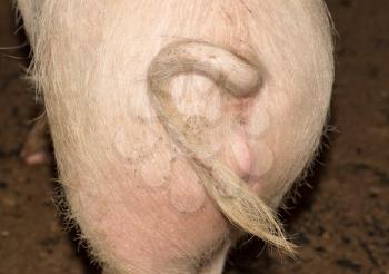 The curly tail of a piglet