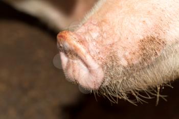 nose pig farm