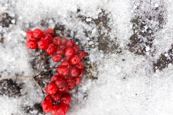 Kalina red in the snow in the winter in nature