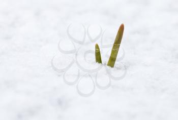 green garlic in the snow in the winter