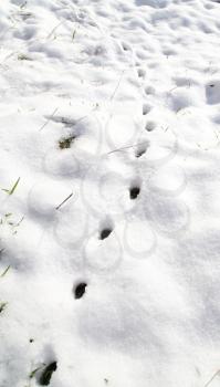animal footprint on white snow