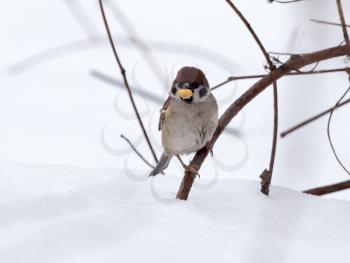 sparrow on snow in the winter