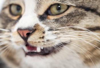 portrait of an evil cat. macro