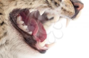evil cat teeth on a white background. macro