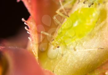Extreme magnification - Green aphids on a plant
