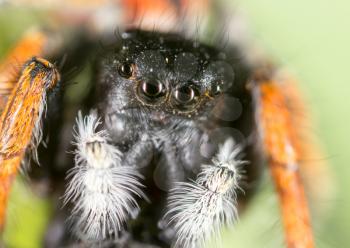 portrait of a spider in nature. super macro