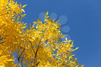 yellow leaves on the tree against the blue sky
