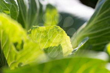 cabbage leaves in the garden