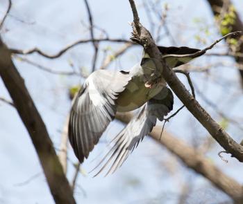 dove in flight in nature