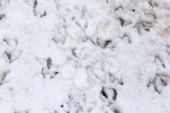 Goose footprints in the snow as a background
