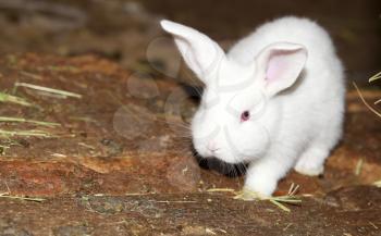 little white rabbit on the farm
