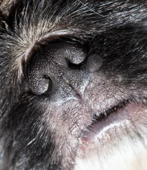 beautiful black dog's nose. macro